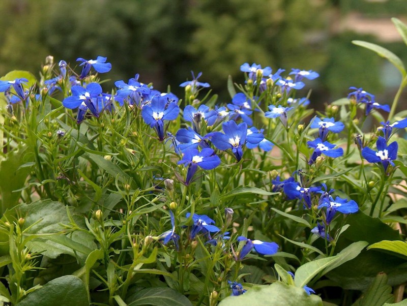 معرفی و راهنمای پرورش گیاهان زینتی فضای باز - لوبلیا باغی